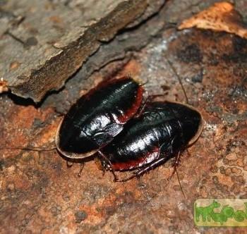 Opistoplatia orientalis