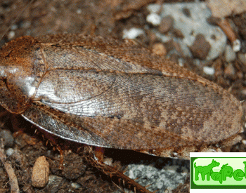 Rabdoblatta sp.