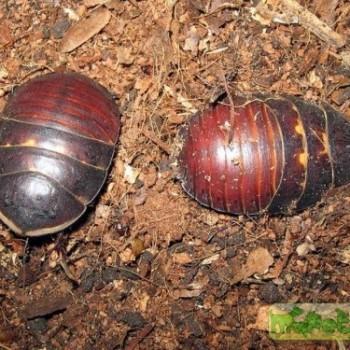 Polyphaga obscura (Таракан черепашка)