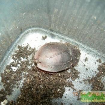 Eugaula capucina (Капуциновый таракан)