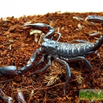 Heterometrus longimanus