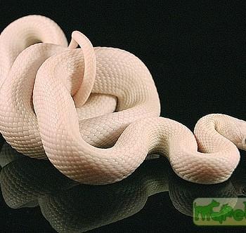 Elaphe obsoleta lindheimeri