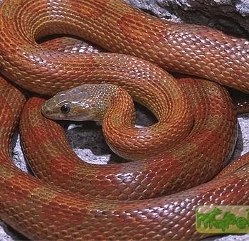 Elaphe obsoleta rossalleni