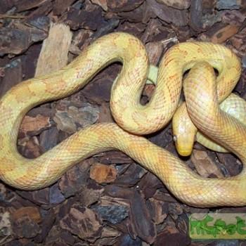 Elaphe obsoleta quadrivittata