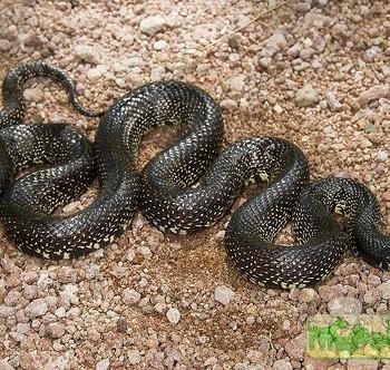 Lampropeltis getula nigrita