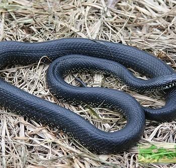 Lampropeltis getula nigra