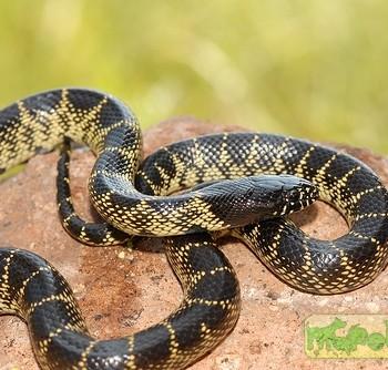 Lampropeltis getula splendida