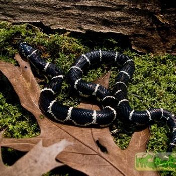Lampropeltis getula getula
