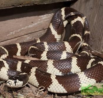 Lampropeltis getula californiae