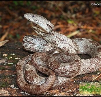 Elaphe obsoleta «williamsi»