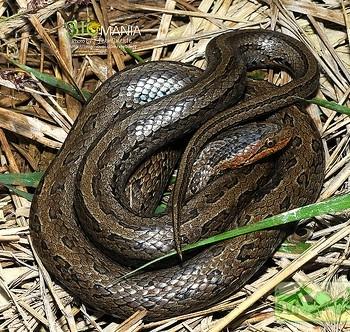 Elaphe rufodorsata