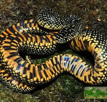 Lampropeltis getula holbrooki