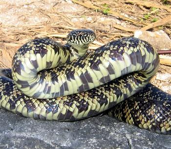 Lampropeltis getula floridana