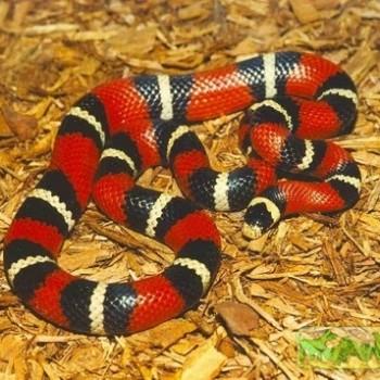 Lampropeltis triangulum oligozona