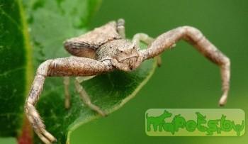 Американские ученые назвали самых странных существ на планете