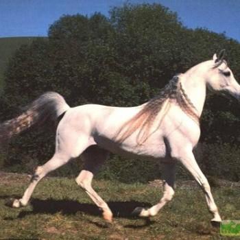 Остфризская
