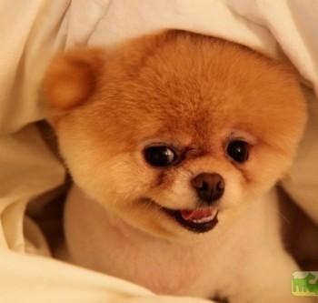 Boo (Бу)  мегапозитивная собака