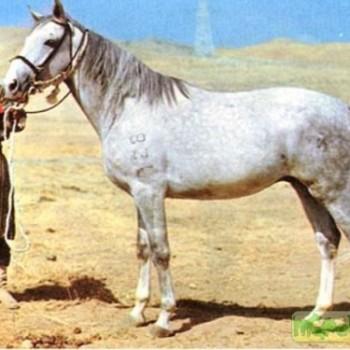 Локайская