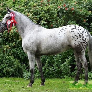 Кнабструп