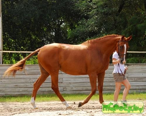 Бельгийская теплокровная Belgian Warmblood