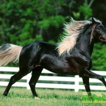 Роки Маунтин
