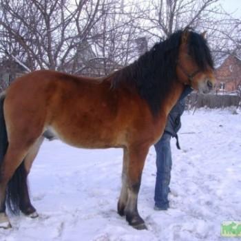 Печерская