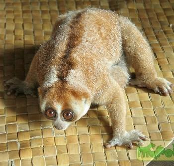 Nycticebus coucang (Большой толстый лори)