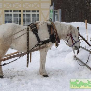 Хоккайдо пони
