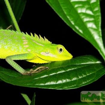 Bronchocela jubata