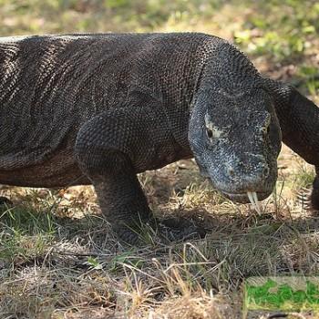 Почему у комодского варана такие слабые челюсти