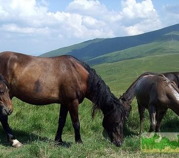 Гуцульская