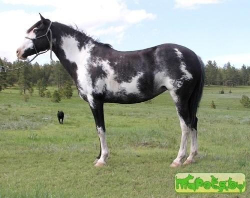 Испанский Мустанг Spanish Mustang