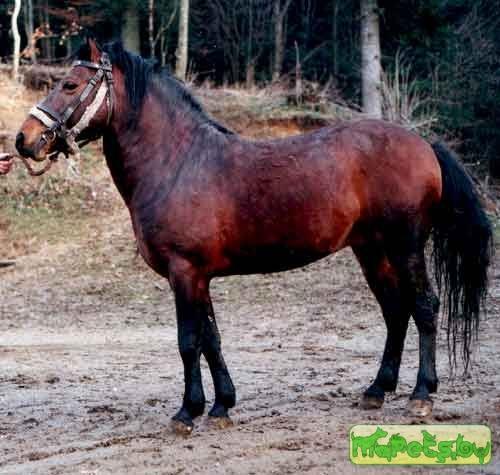 Боснийский пони (The Bosnian pony)
