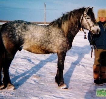 Мезенская