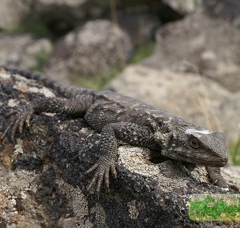 Agama caucasica (Агама кавказская)