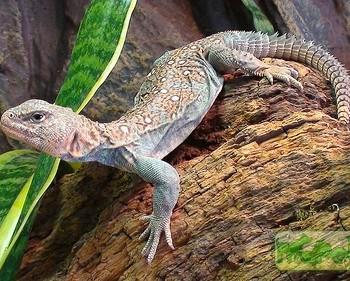 Uromastyx ornatus (Шипохвост украшенный)