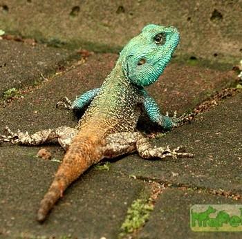 Agama atricollis (Агама древесная)