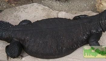 Uromastyx alfredschmidti (Шипохвост шмидта)