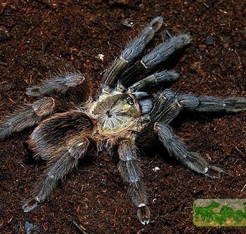 Psalmopoeus reduncus
