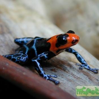 Ranitomeya benedicta