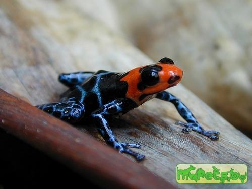 Ranitomeya benedicta