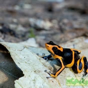 Ranitomeya summersi