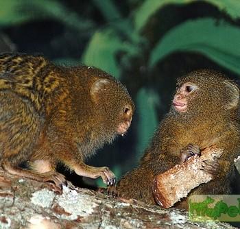 Cebuella pygmaea