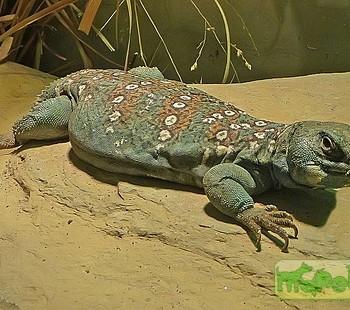 Uromastyx ocellatus (Шипохвост глазчатый)