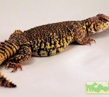Uromastyx acanthinurus (Шипохвост африканский, изменчивый шипохвост)