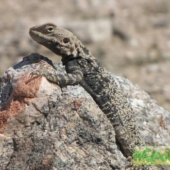 Agama lehmanni (Агама туркестанская)