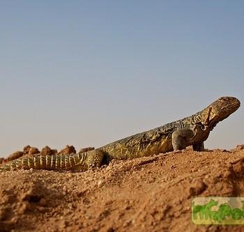 Uromastyx aegyptius (Шипохвост египетский, дабб)