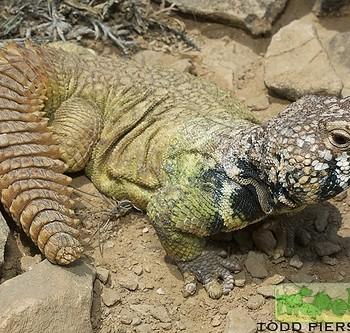 Uromastyx benti (Шипохвост йеменский, радужный шипохвост)