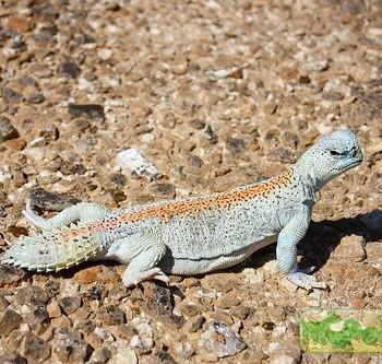 Uromastyx thomasi (Шипохвост оманский)