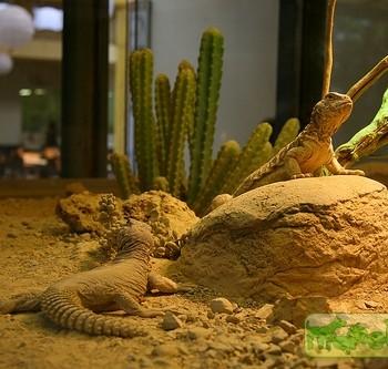 Uromastyx leptieni (Шипохвост лептьена)